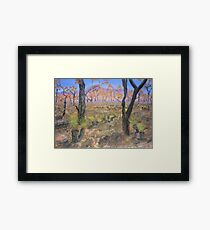 Rebirth Framed Print