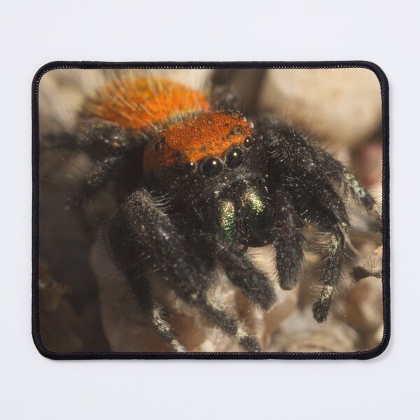 Item preview, 514 Apache Jumping Spider designed and sold by ptosis.