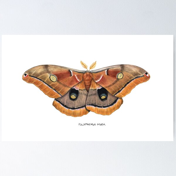 Item preview, Polyphemus-Motte (Antheraea polyphemus) II designed and sold by JadaFitch.