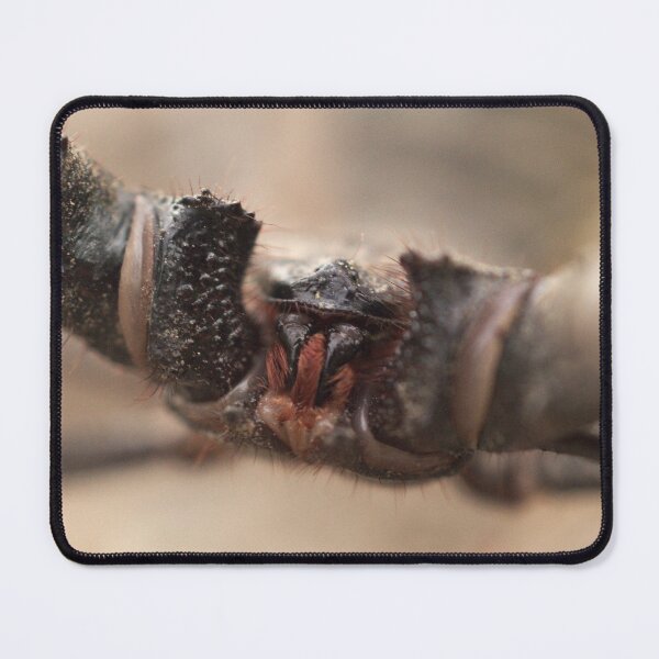 Item preview, 507 Vinegaroon Macro designed and sold by ptosis.