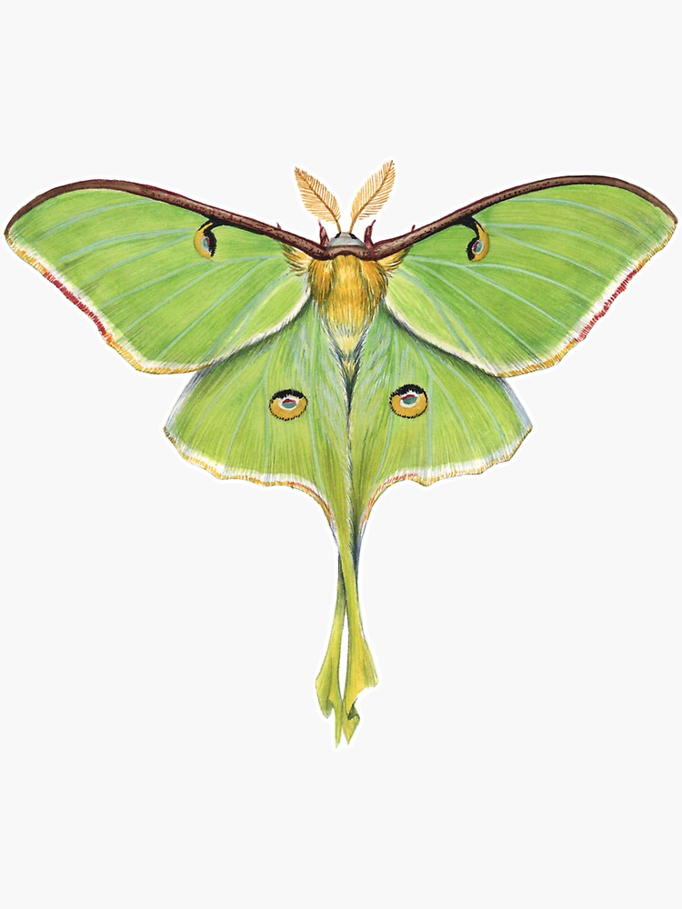 Moth Sticker Decal Witchy Stickers Luna Moth Sticker 