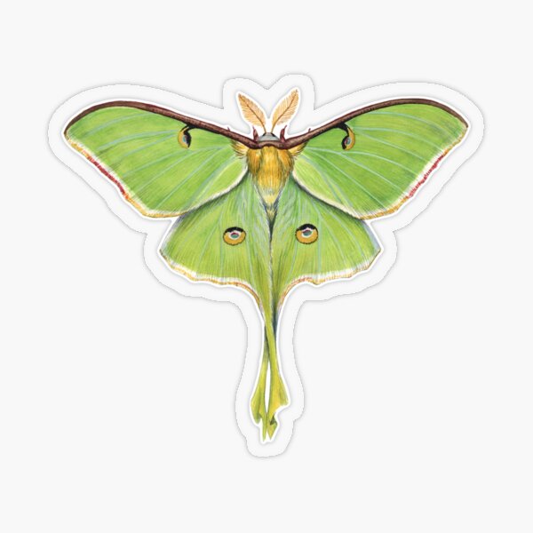 Item preview, Luna Moth (Actias luna) II designed and sold by JadaFitch.