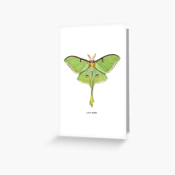 Luna Moth (Actias luna) II Greeting Card
