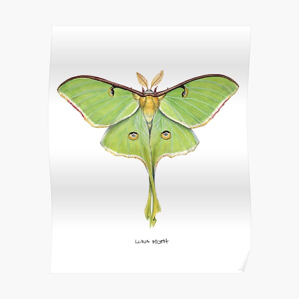 Luna Moth (Actias luna) II Poster