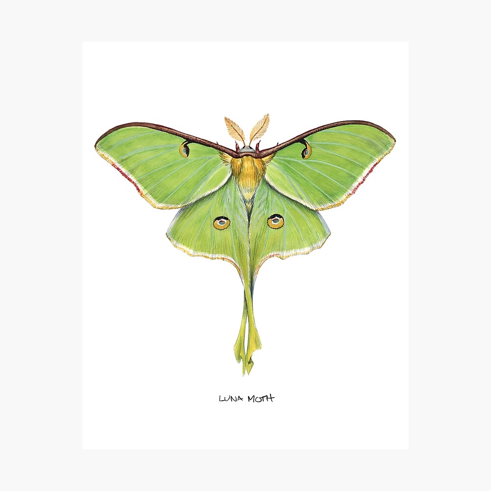 Luna Moth Actias Luna Ii Poster By Jadafitch Redbubble
