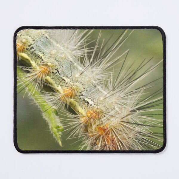 Item preview, 462 Salt Marsh Caterpillar designed and sold by ptosis.