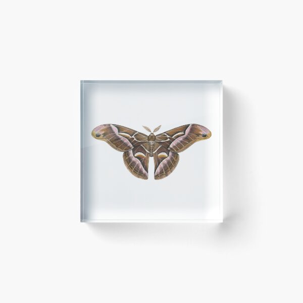 Item preview, Ailanthus Silkmoth (Samia cynthia) designed and sold by JadaFitch.