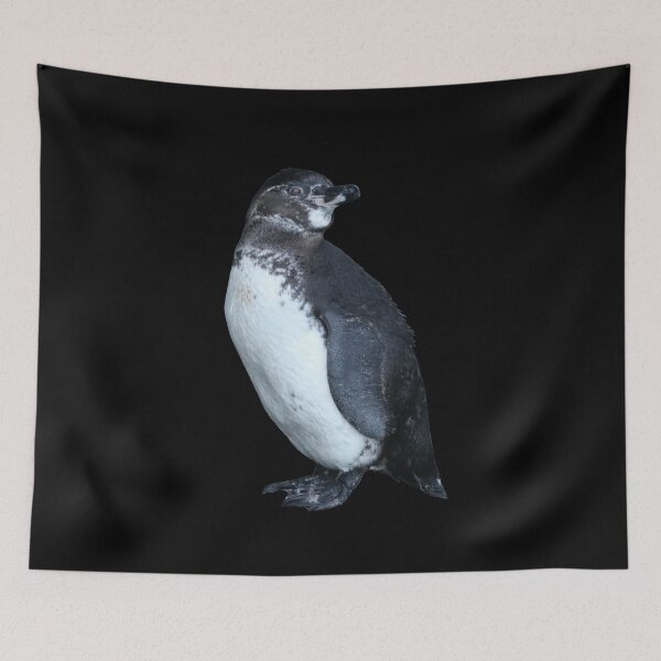 Artikelvorschau, Black background But am I looking at you? Cute Galapagos Penguin  entworfen und verkauft von SBPenguins.