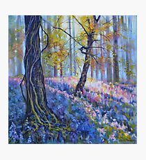 Brierfield Bluebells Photographic Print