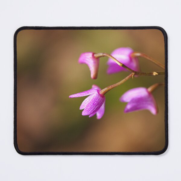Item preview, Orchid Small Australian Dendrobium designed and sold by Joy Watson - Natural Light Photography .