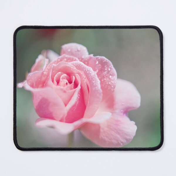 Item preview, Pink Unfurling Rose designed and sold by Alisonchambers2.