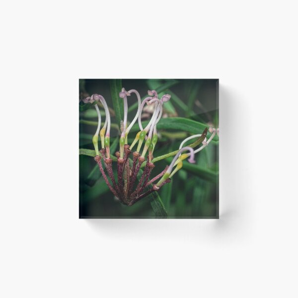 Item preview, Pale Grevillea Leith Park 20171012 1482  designed and sold by Fred Mitchell.