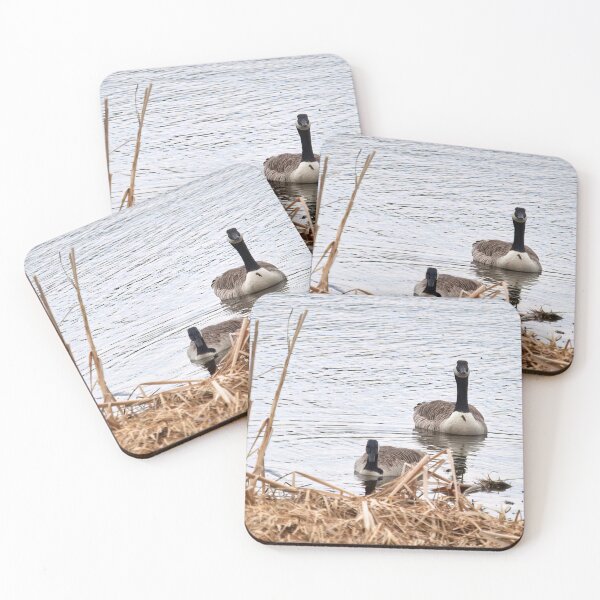 Item preview, Would this be a fine place. Canada goose designed and sold by Jouko Lehto Photography.