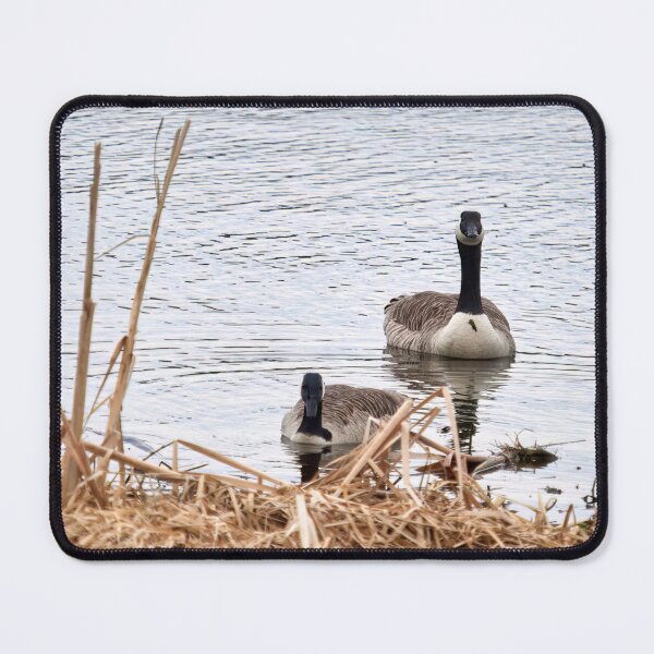Item preview, Would this be a fine place. Canada goose designed and sold by Jouko Lehto Photography.