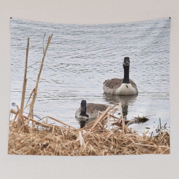 Item preview, Would this be a fine place. Canada goose designed and sold by Jouko Lehto Photography.