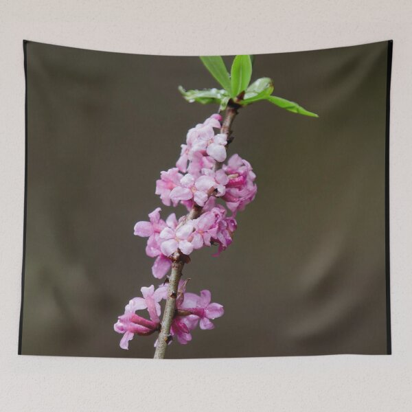 Item preview, Pink dreams. February daphne designed and sold by Jouko Lehto Photography.
