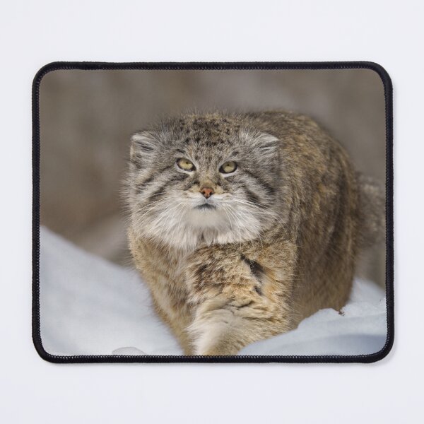 Item preview, Pallas Cat in the snow designed and sold by rawshutterbug.