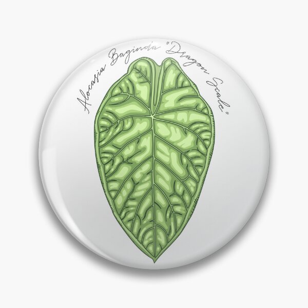 Item preview, Alocasia Baginda "Dragon Scale" Vector Art designed and sold by TASORA.