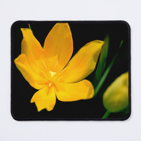 Item preview, Yellow tulip on black background designed and sold by olena2552.