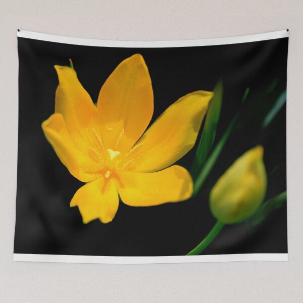 Item preview, Yellow tulip on black background designed and sold by olena2552.