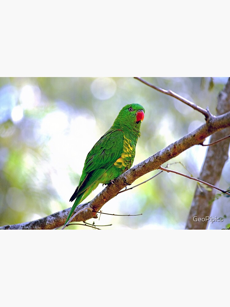 Scalybreasted lorikeet" Photographic Print for Sale by GeoPipics Redbubble