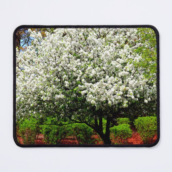 Item preview, White Yoshino Cherry Blossom designed and sold by BostonArcImage.