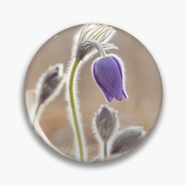 Item preview, Pulsatilla patens blooming in the early morning designed and sold by Klyakhin.