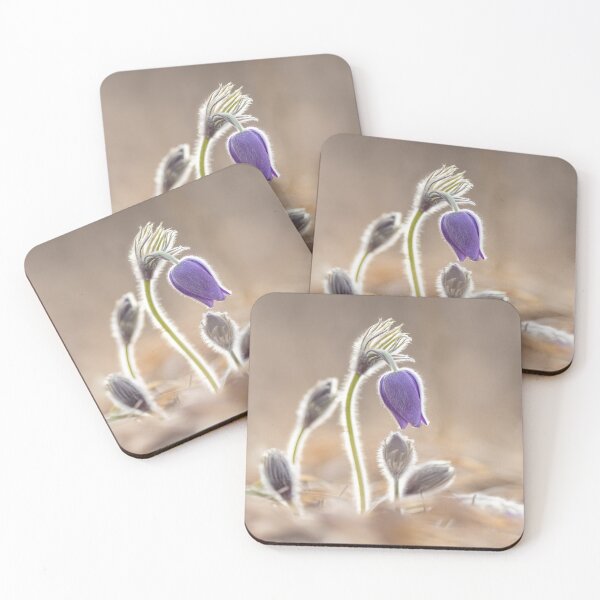 Item preview, Pulsatilla patens blooming in the early morning designed and sold by Klyakhin.