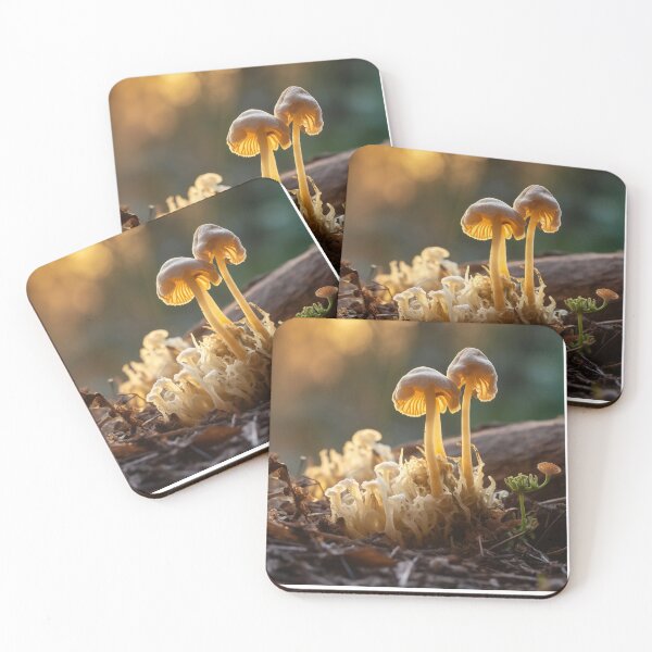 Item preview, Magic mushrooms - realistic mushrooms glow with a sunrise in the background. Macro shot with a shallow depth of field with a low-angle view. designed and sold by stu-fly.