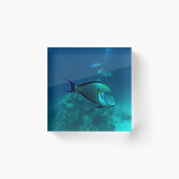 Item preview, Surgeonfish designed and sold by likbatonboot.