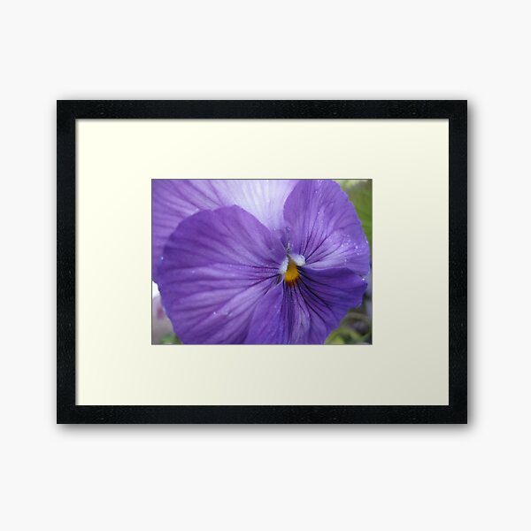 Pansies for Anne Framed Art Print