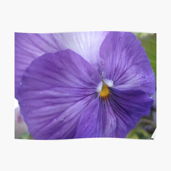 Pansies for Anne Poster
