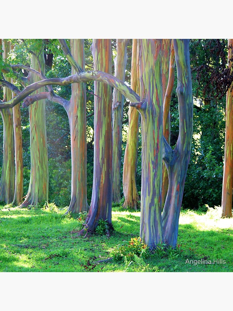 Rainbow Trees Of Maui Postcard By Alohaportraits Redbubble
