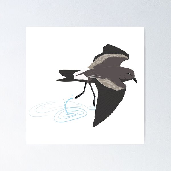 Item preview, Leach's Storm-Petrel designed and sold by BennuBirdy.