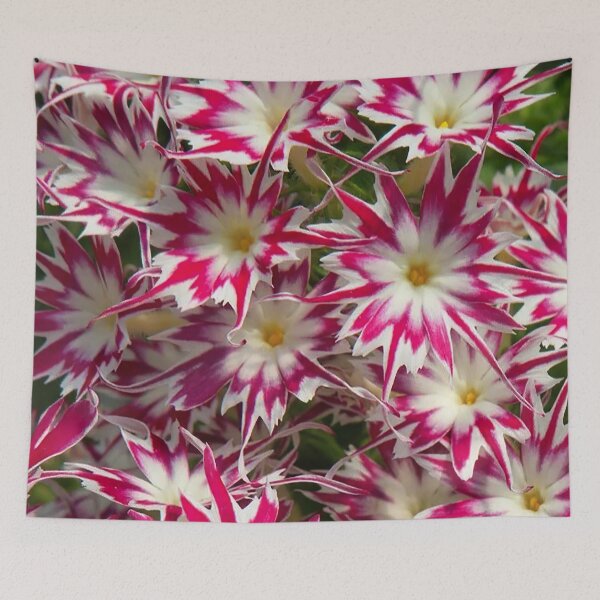 Artikelvorschau, Seltene schöne Phlox Popstar Rose Blume entworfen und verkauft von Coexist In Tee's .