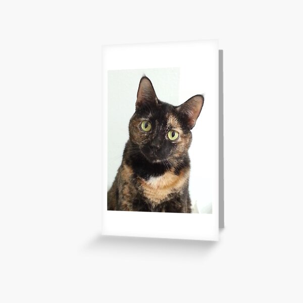 plush tortoiseshell cat