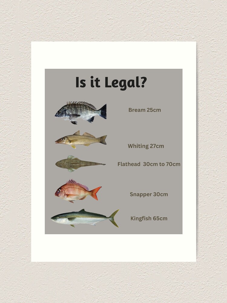 Is it legal? Fish Size Limit Fish Chart | Art Print