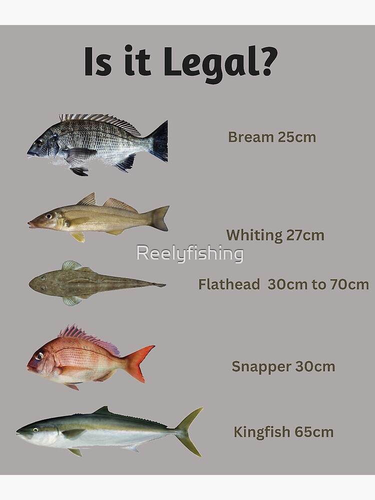 Is it legal? Fish Size Limit Fish Chart | Photographic Print