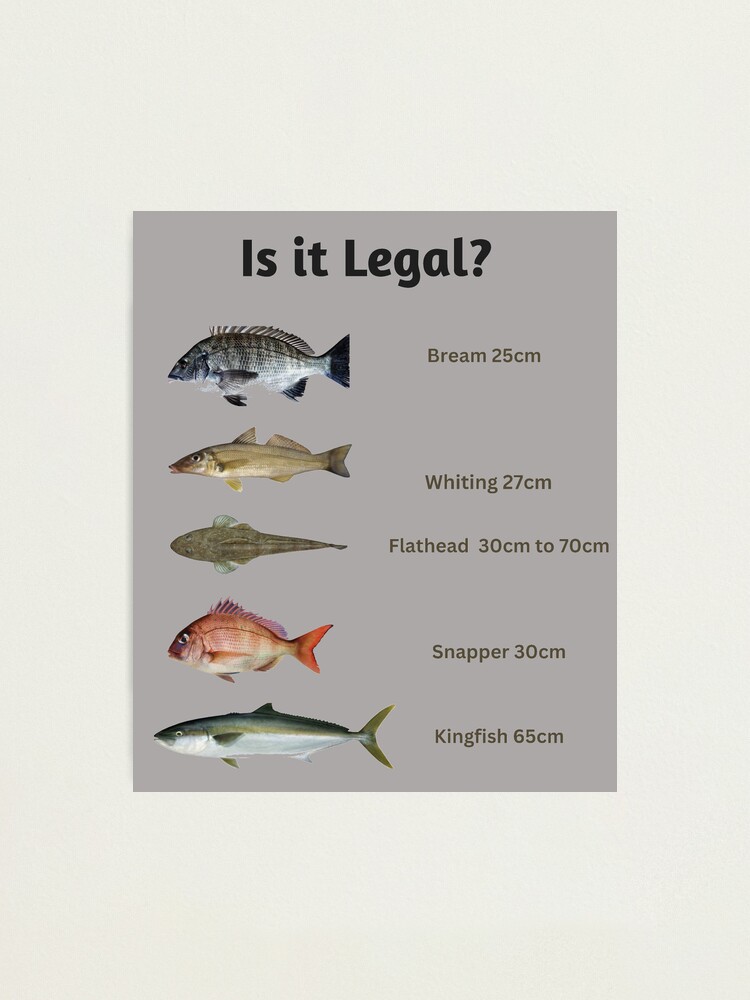 Is it legal? Fish Size Limit Fish Chart Photographic Print for Sale by  Reelyfishing