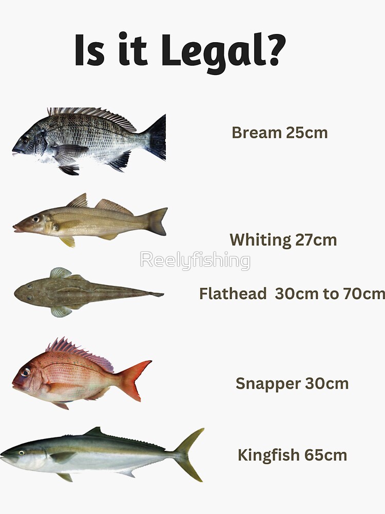 Is it legal? Fish Size Limit Fish Chart Sticker for Sale by Reelyfishing