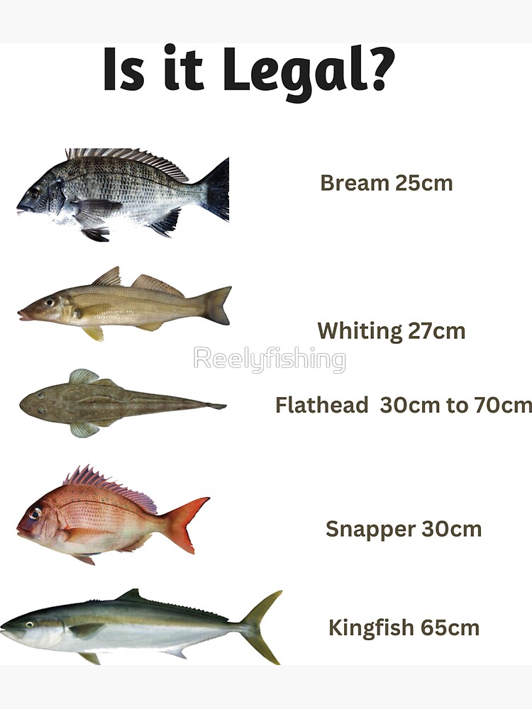 Is it legal? Fish Size Limit Fish Chart Magnet for Sale by