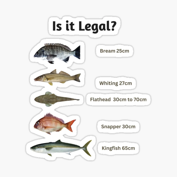 Is it legal? Fish Size Limit Fish Chart Sticker for Sale by