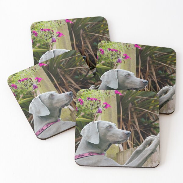 Item preview, Weimaraner in a pink collar with flowers in the background designed and sold by LorrieBee.