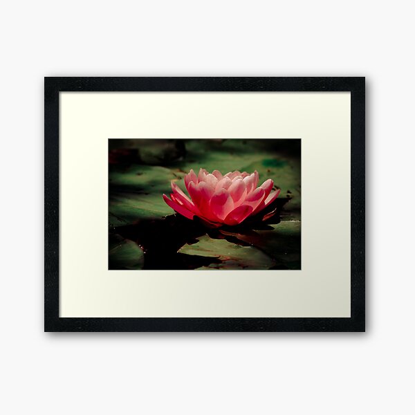 Water Lily Framed Art Print