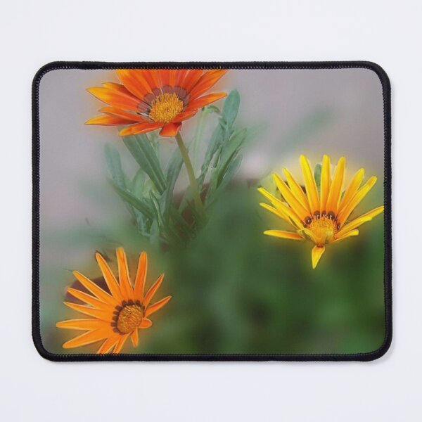 Item preview, 3 Gazanias African Daisy Orange & Yellow Flowers designed and sold by DianeBP.