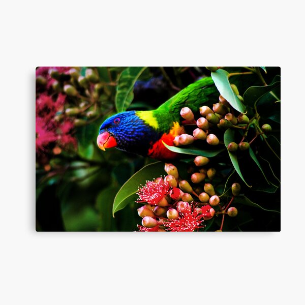 Rainbow Lorikeet Canvas Print