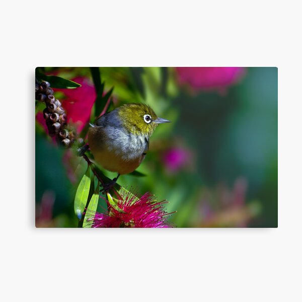 Silvereye Metal Print