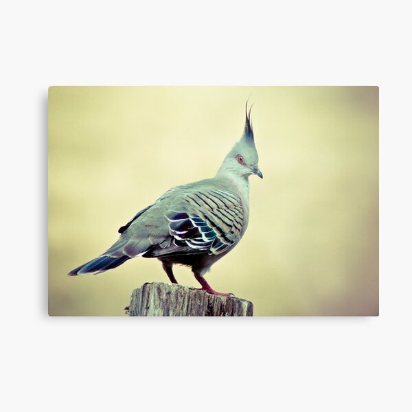 Crested Metal Print