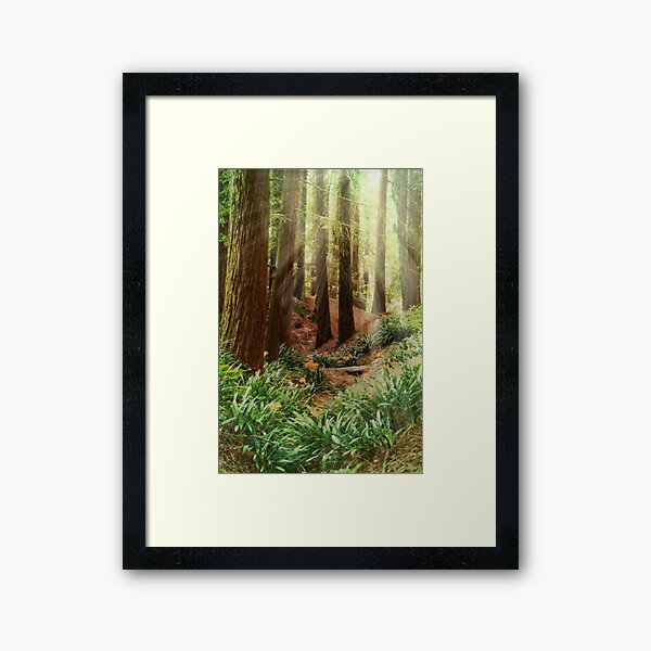 Item preview, Sun Beams shining Thru the Redwood Trees designed and sold by savapavo.