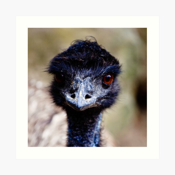 Emu Art Print